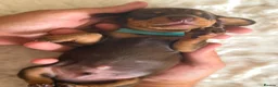 Miniature Dachshund dogs for sale: Beautiful Miniature Daschund Puppies  - Advert 2