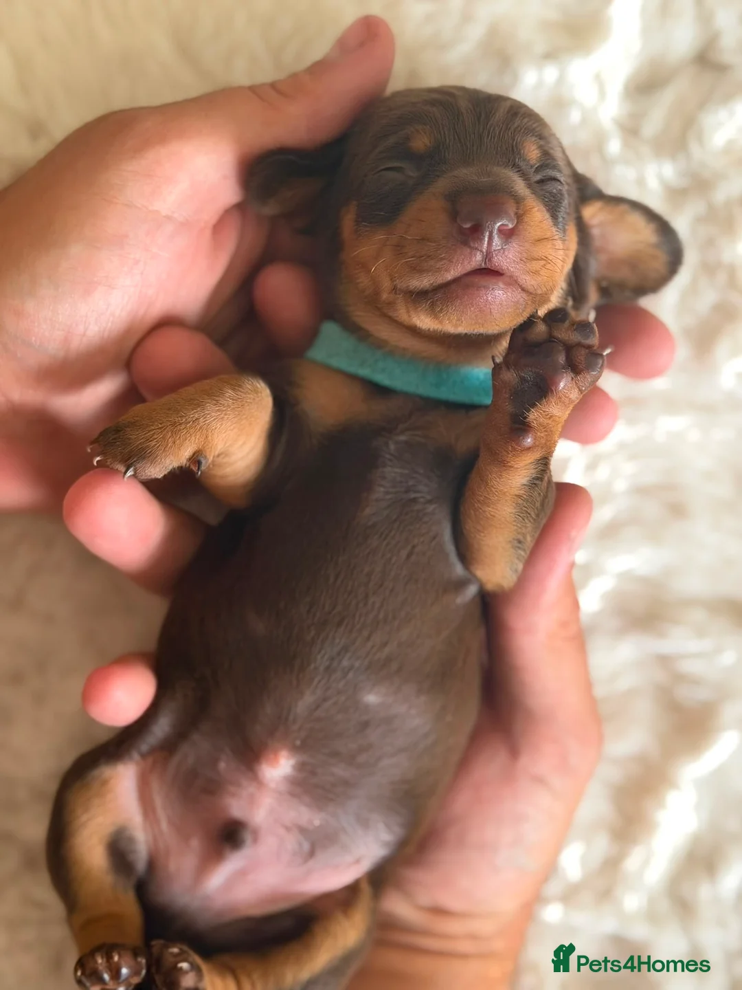 Miniature Dachshund dogs for sale: Beautiful Miniature Daschund Puppies  - Advert 2