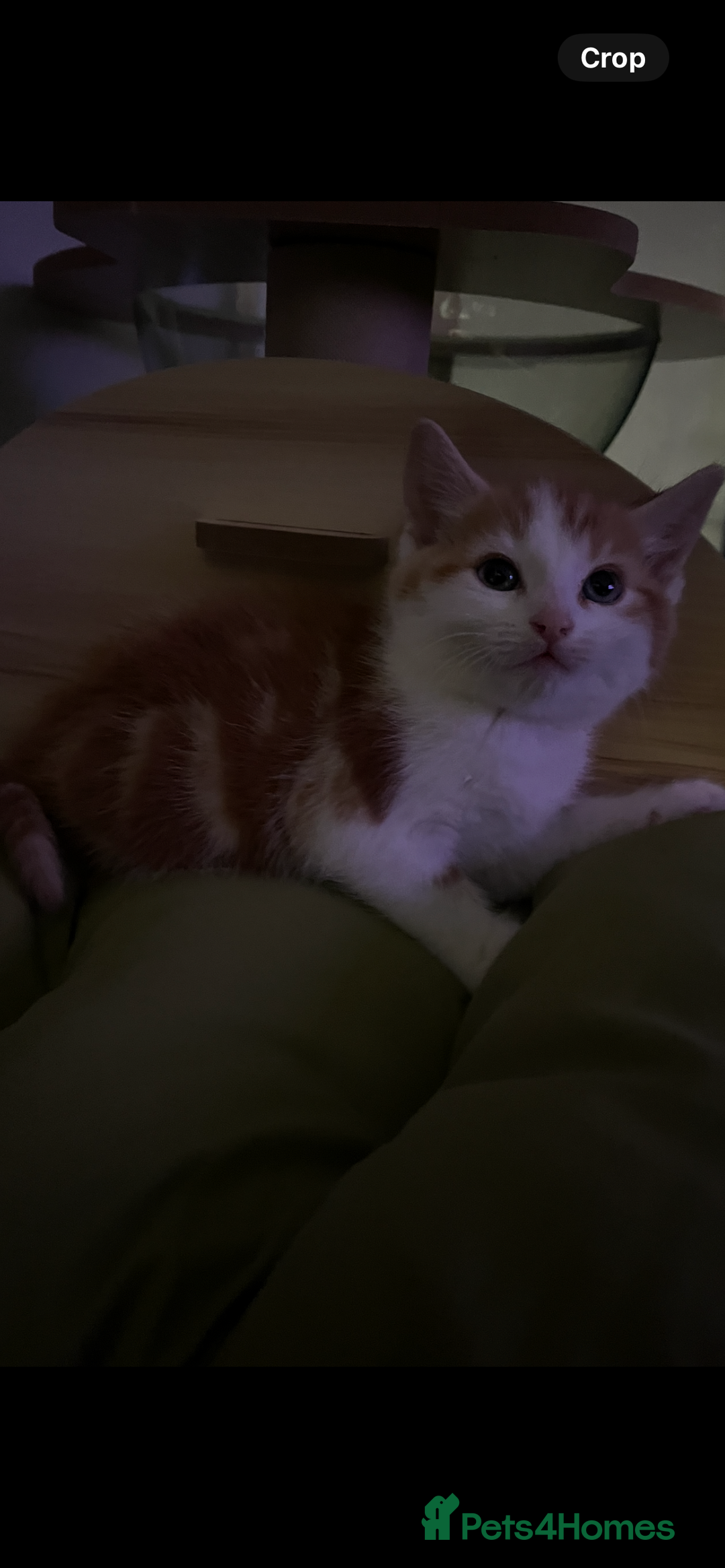 Norwegian Forest Cat cats for sale: Mixed bread/ Norwegian forest cat - Advert 5