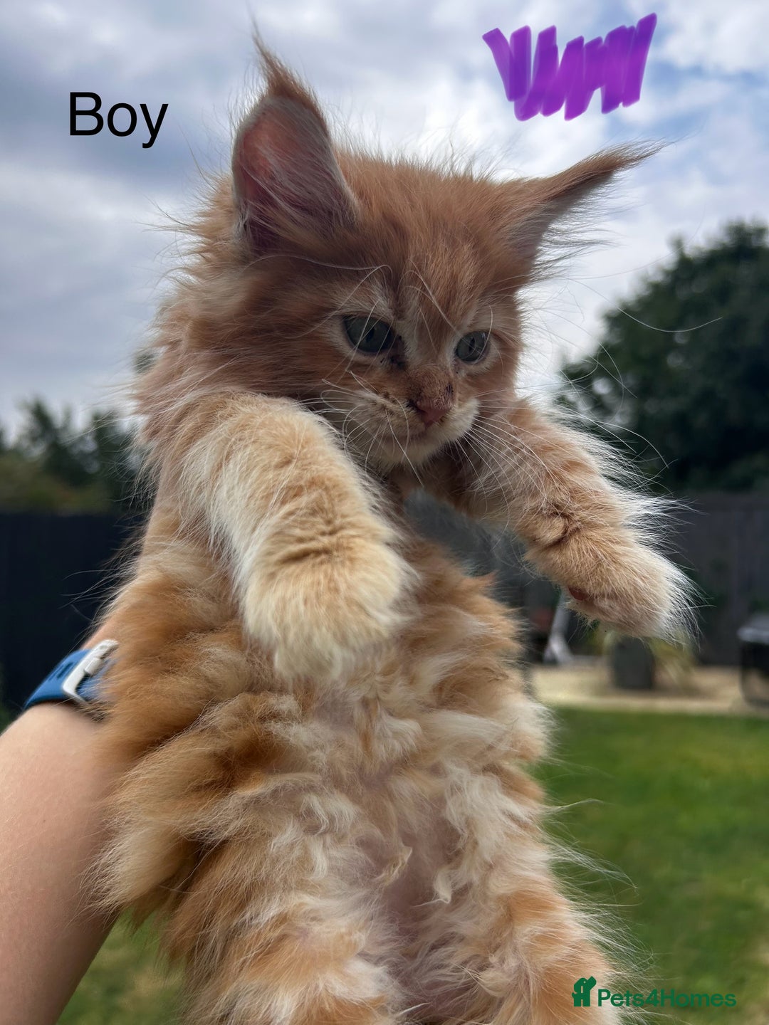 Maine Coon cats for sale: Maine coon kittens  - Image 14