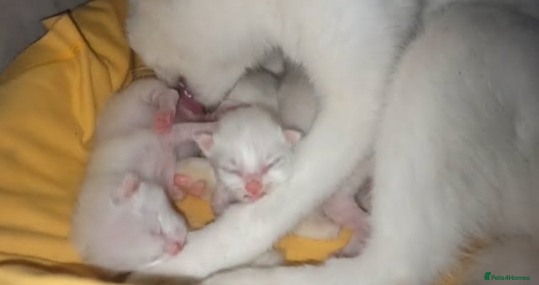 Siberian cats for sale: 4 kittens for sale 💘💖 - Image 8