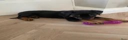 Rottweiler dogs for sale: Half Serbian / Half German Rottweiler Puppy in Coventry - Advert 6
