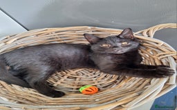 British Shorthair cats for sale: 🤎Chocolate BSH boy and girl, LONDON, READY NOW!! - Image 6