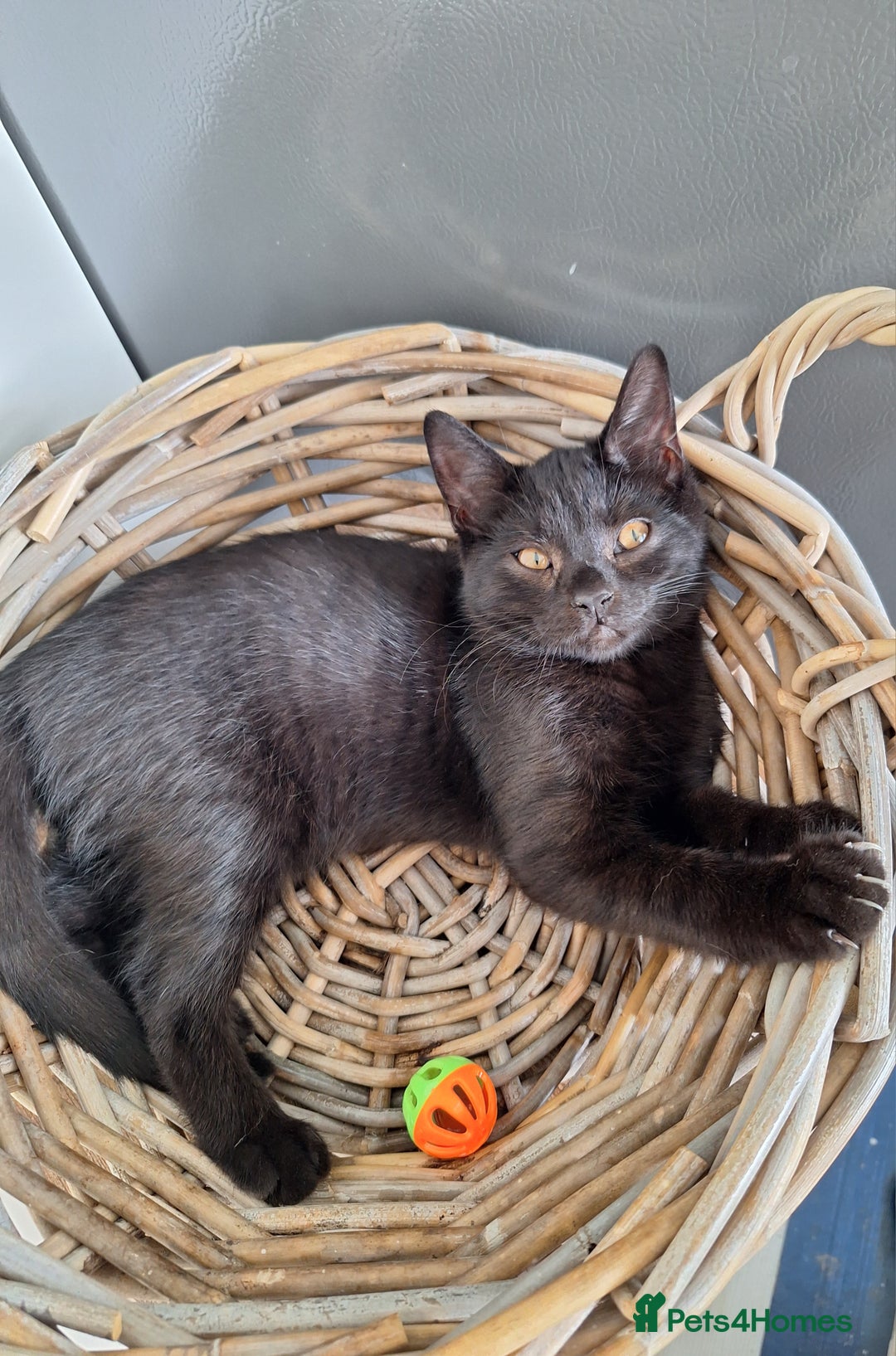 British Shorthair cats for sale: 🤎Chocolate BSH boy and girl, LONDON, READY NOW!! - Image 6