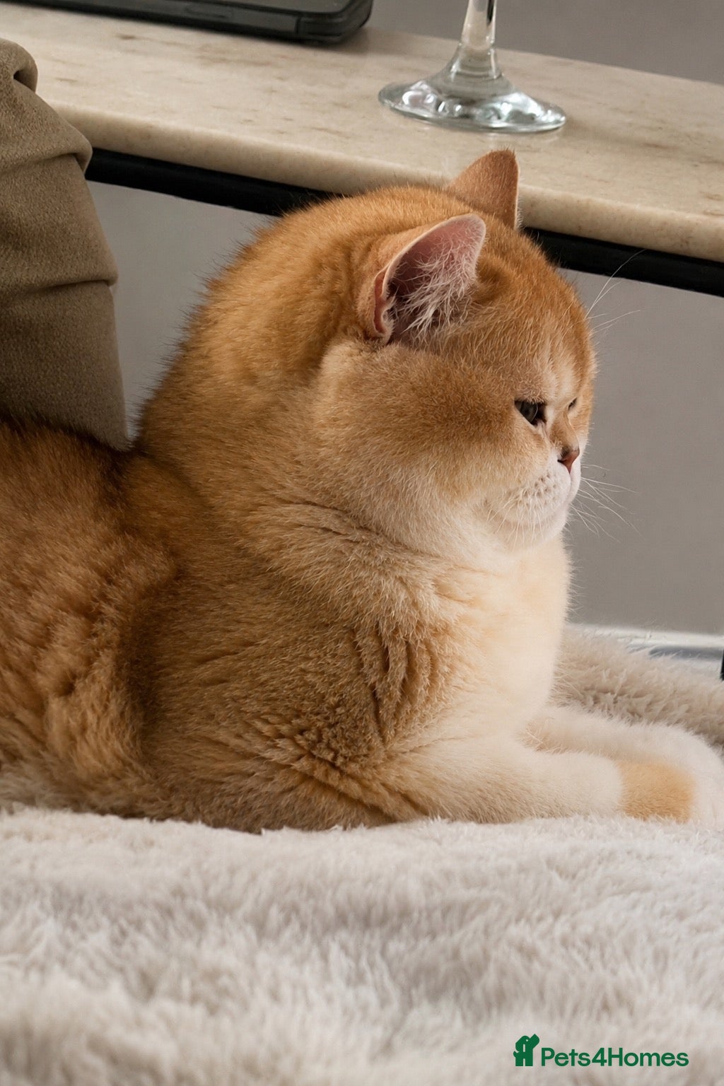 British Shorthair cats 💙 Ny12 Golden British Shorthair 💙 - Advert 4
