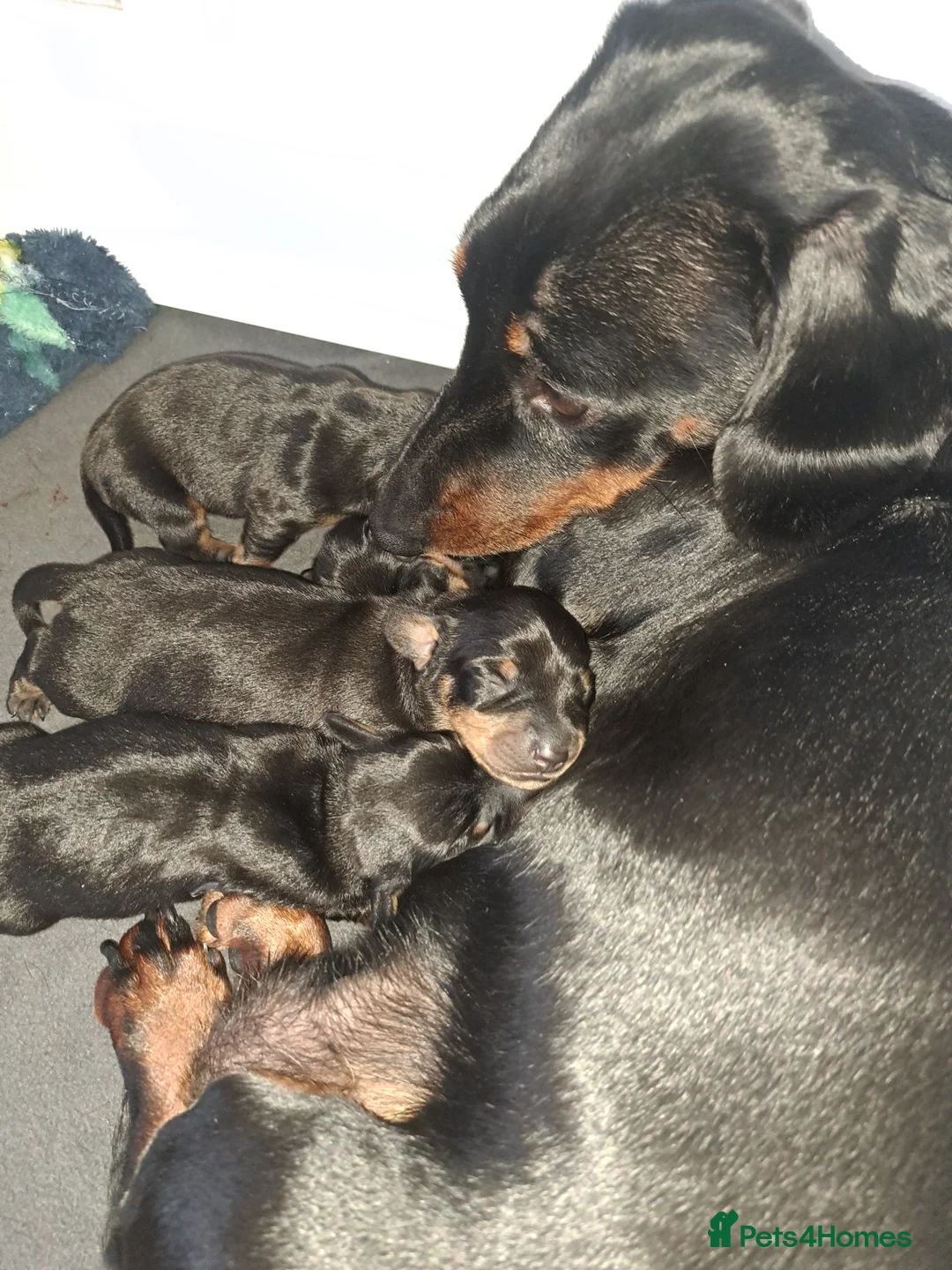Miniature Dachshund dogs for sale: Minature Dachshund black and tan - Advert 2