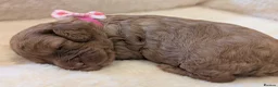 Cavapoo dogs for sale: Adorable F1 Cavapoo puppies.  - Advert 10