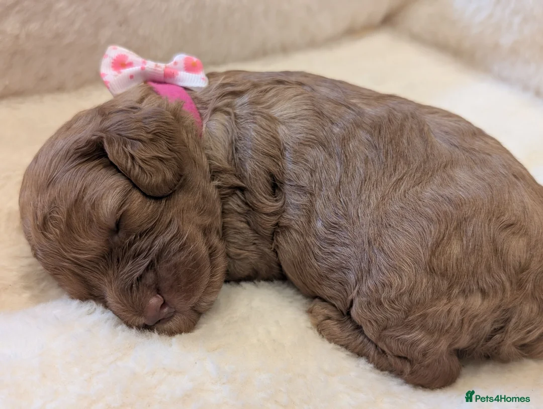 Cavapoo dogs for sale: Adorable F1 Cavapoo puppies.  - Advert 10