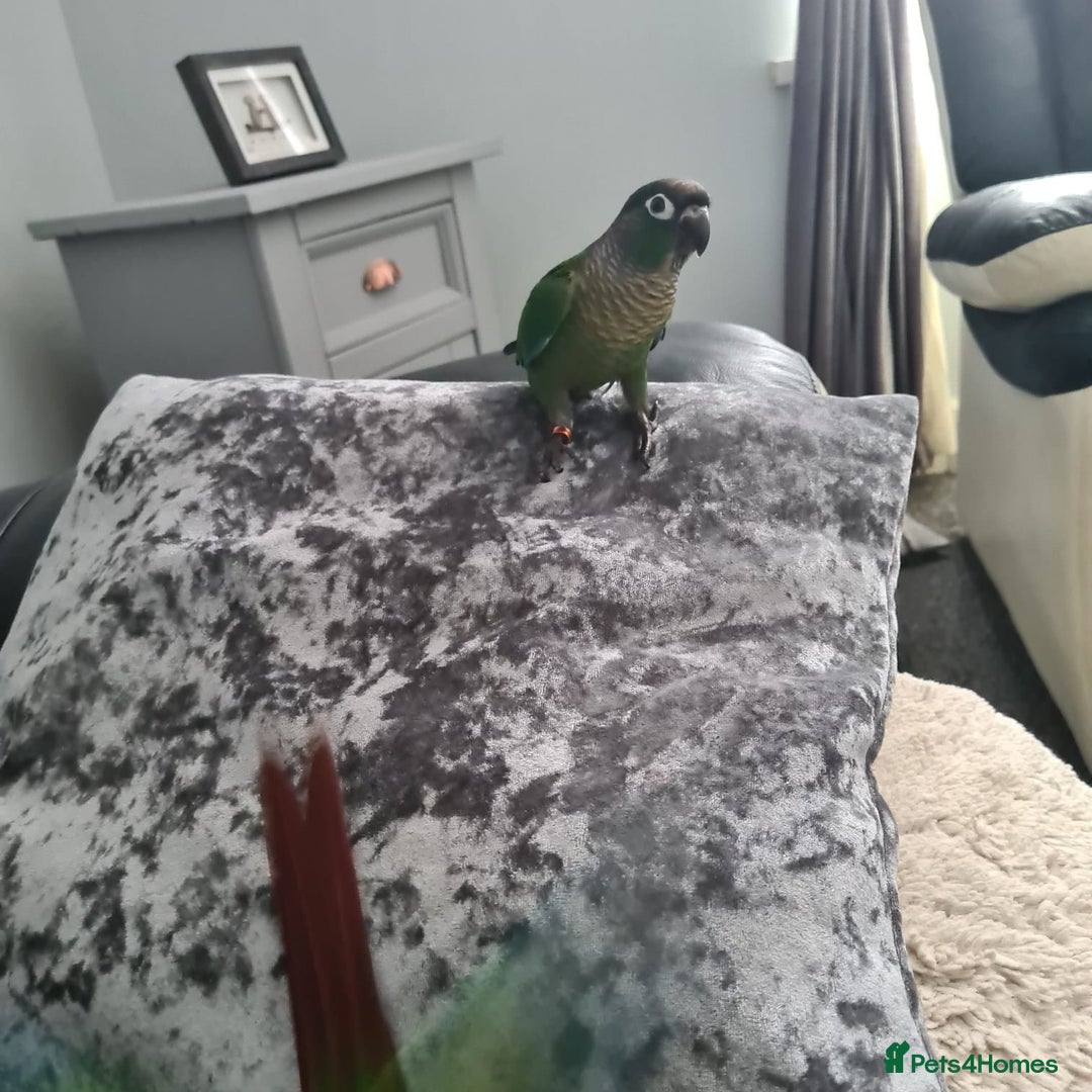 Conures birds for sale: Green Cheek Conure  - Image 4