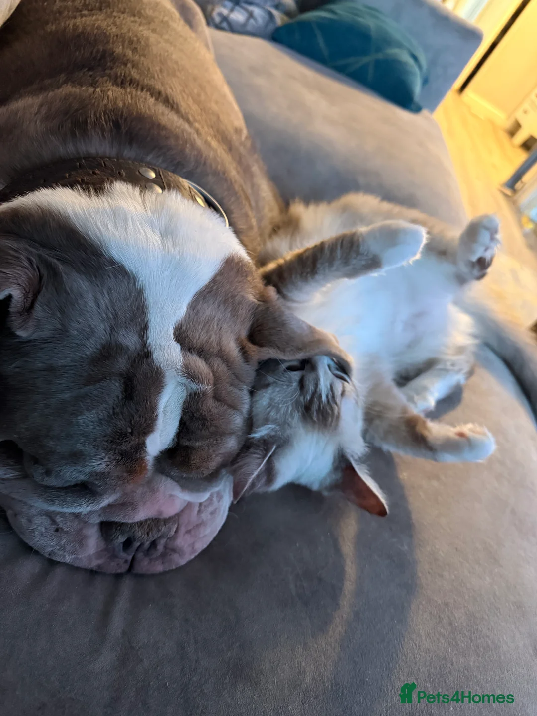 English Bulldog dogs for sale: Bulldog looking for a new home - Advert 4