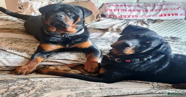 Rottweiler dogs Rottweiler puppies  - Advert 3