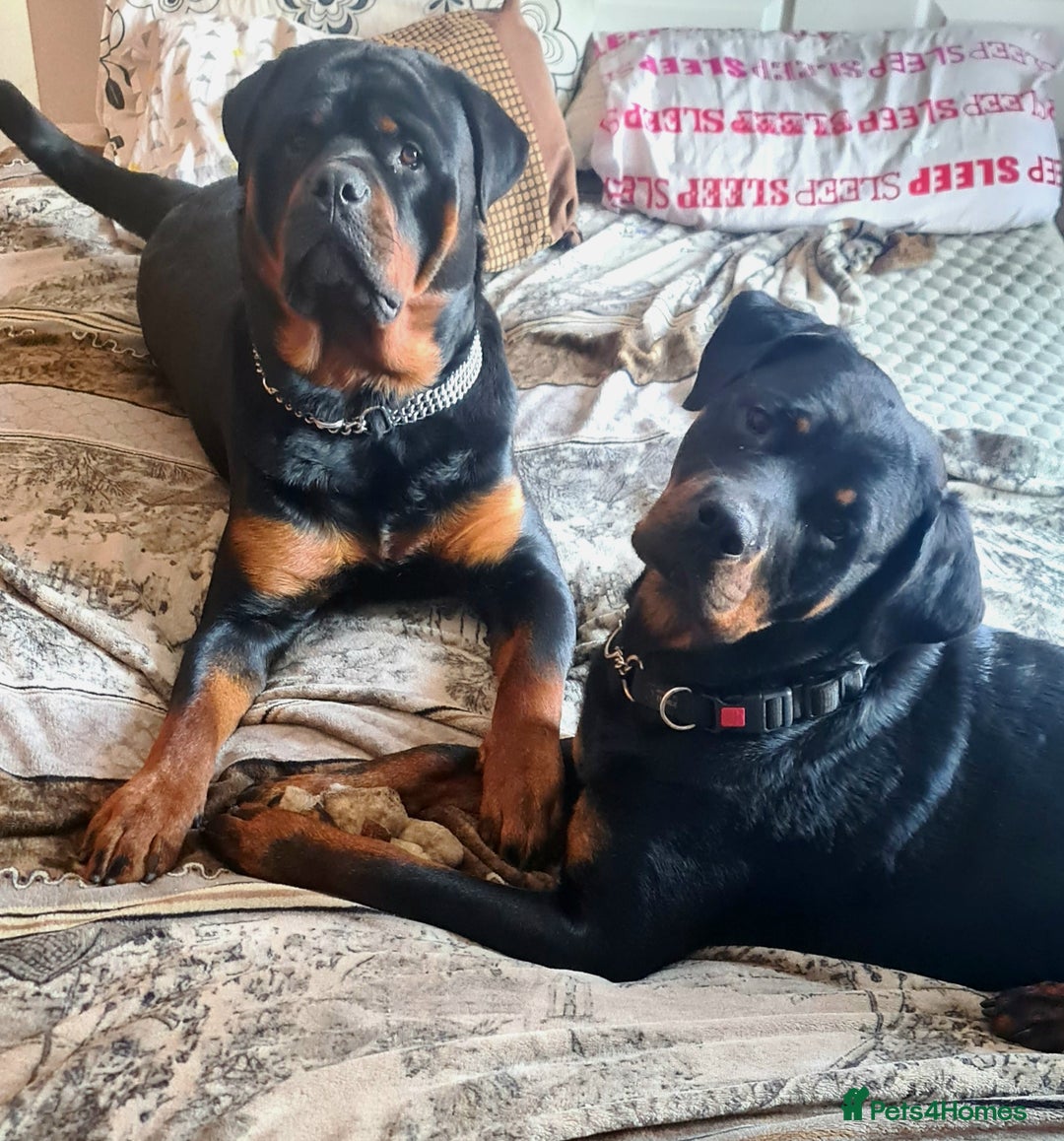 Rottweiler dogs for sale: Rottweiler puppies  - Image 2