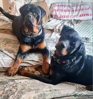 Rottweiler dogs Rottweiler puppies - Advert 3