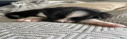 Border Collie dogs for sale: Border Collies Puppies in Lauder - Advert 9
