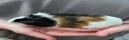 Guinea Pig rodents for sale: Young Boar guinea pigs  - Advert 7