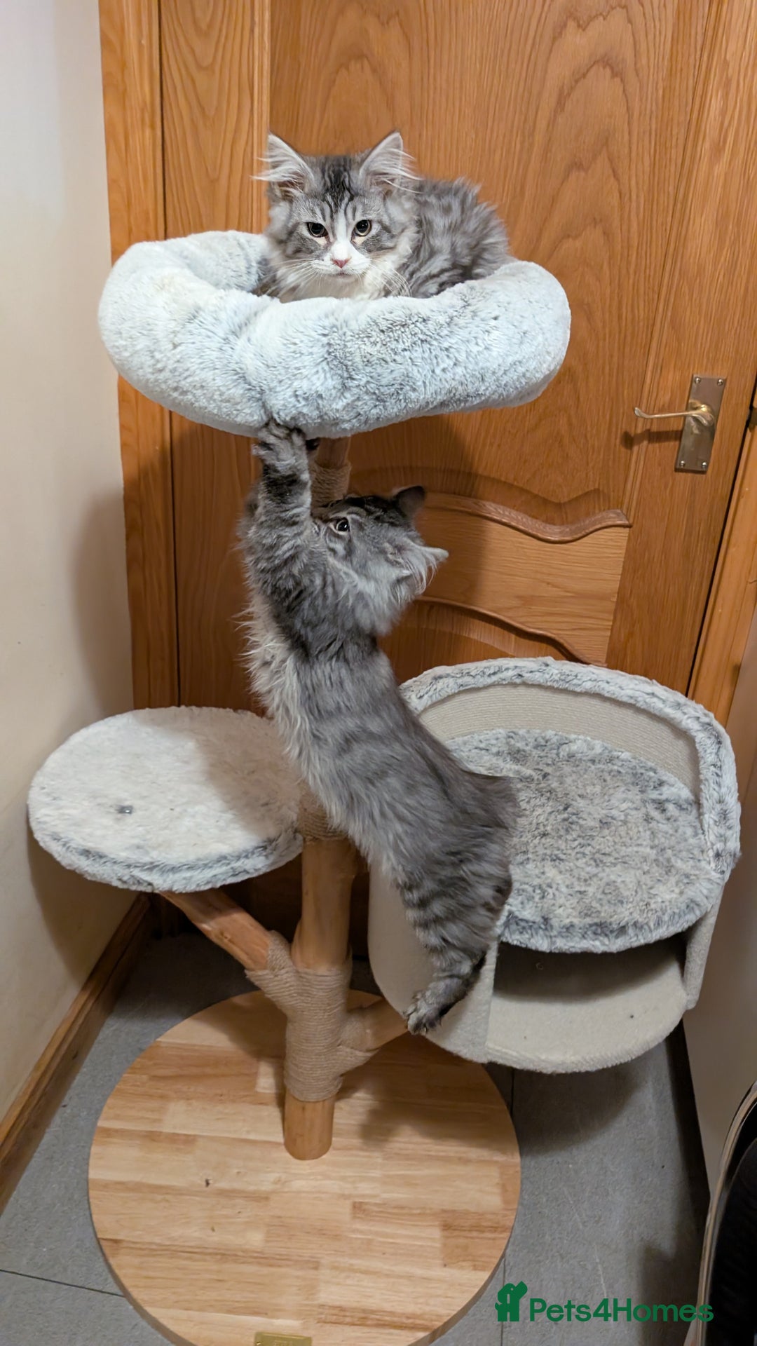 Maine Coon cats for sale: Maine Coon pedigree kittens  - Advert 8