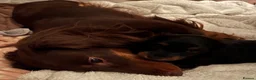 Miniature Dachshund dogs for sale: PICTURE PERFECT little girl  LONG HAIRED  - Advert 9