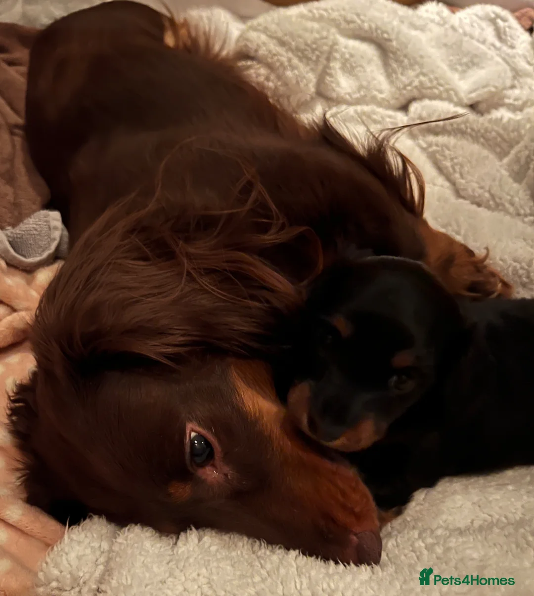 Miniature Dachshund dogs for sale: PICTURE PERFECT little girl  LONG HAIRED  - Advert 9