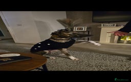 Mixed Breed dogs for sale: Lurcher cross  - Advert 4