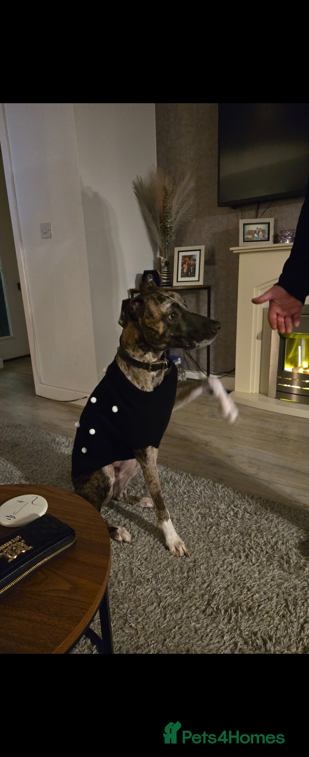 Mixed Breed dogs for sale: Lurcher cross  - Advert 4