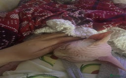 Sphynx cats for sale:  Sphynx kittens are looking for a loving  home. - Image 19