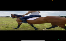 English Thoroughbred horses for sale: 15.3/4 16 year old tb mare  - Image 4