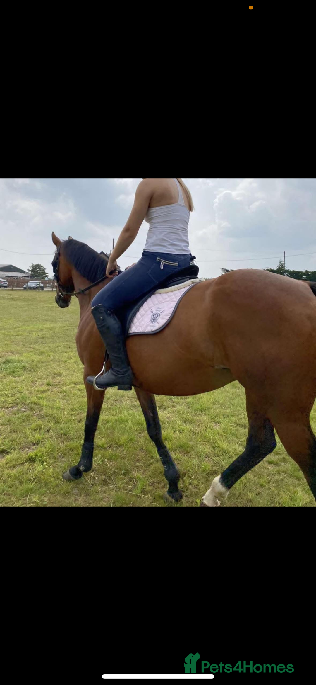 English Thoroughbred horses for sale: 15.3/4 16 year old tb mare  - Image 4