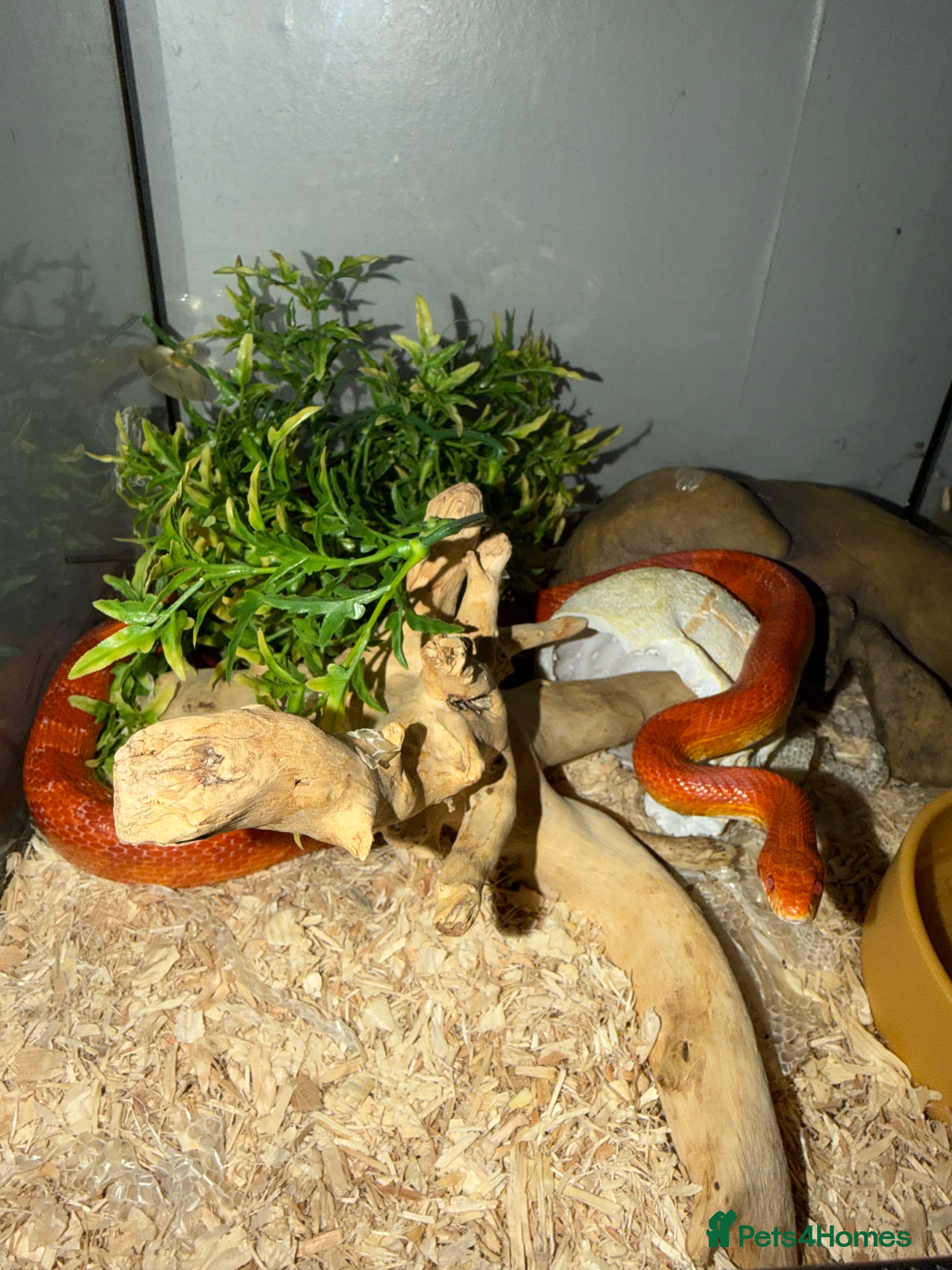 Corn Snake reptiles Beautiful cornsnake for sale to loving owner! - Advert 3
