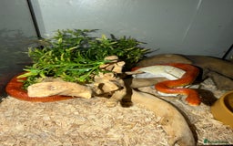 Corn Snake reptiles for sale: Beautiful cornsnake for sale to loving owner! - Advert 1