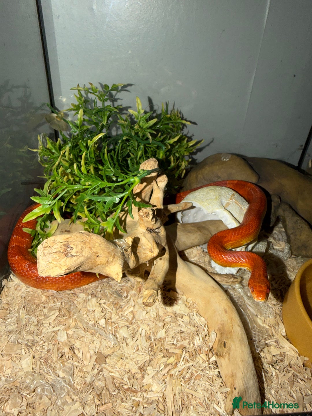 Corn Snake reptiles for sale: Beautiful cornsnake for sale to loving owner! - Advert 1