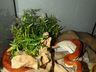 Corn Snake reptiles Beautiful cornsnake for sale to loving owner! - Advert 4