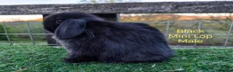 Mini Lop rabbits for sale: Various Mini Lip youngsters females  - Advert 9