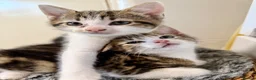 Domestic Shorthair cats for sale: 🐾✨ BEAUTIFUL RARE CALICO/TIGER PATTERN BOYS ✨🐾 - Advert 13