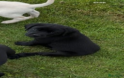 Labrador Retriever dogs for sale: Excellent KC reg-health checked home bred line - Image 3