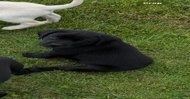 Labrador Retriever dogs - Advert 2