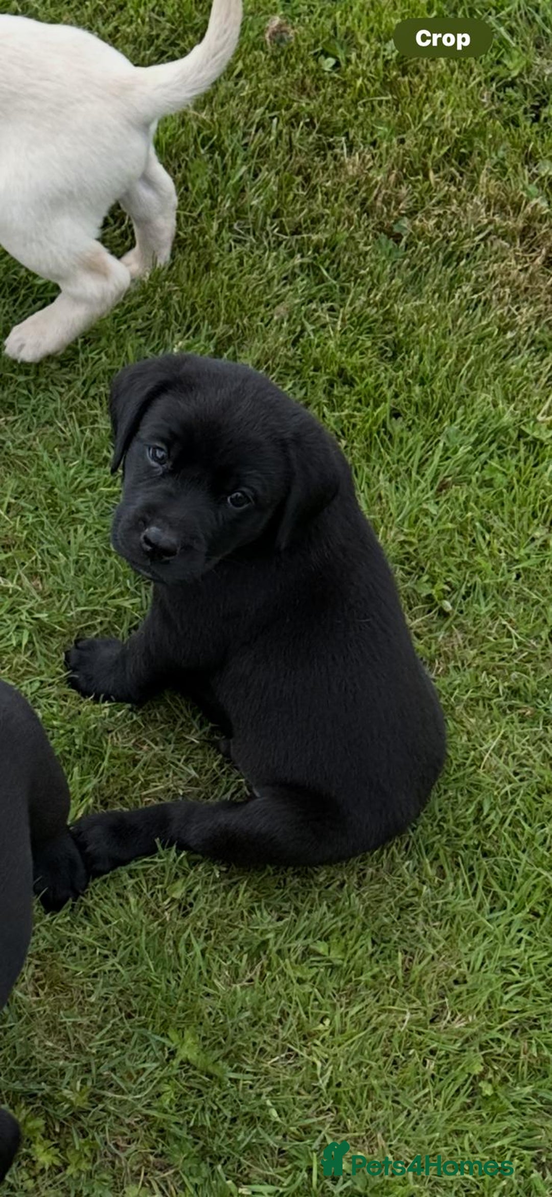 Labrador Retriever dogs for sale: Excellent KC reg-health checked home bred line - Image 3