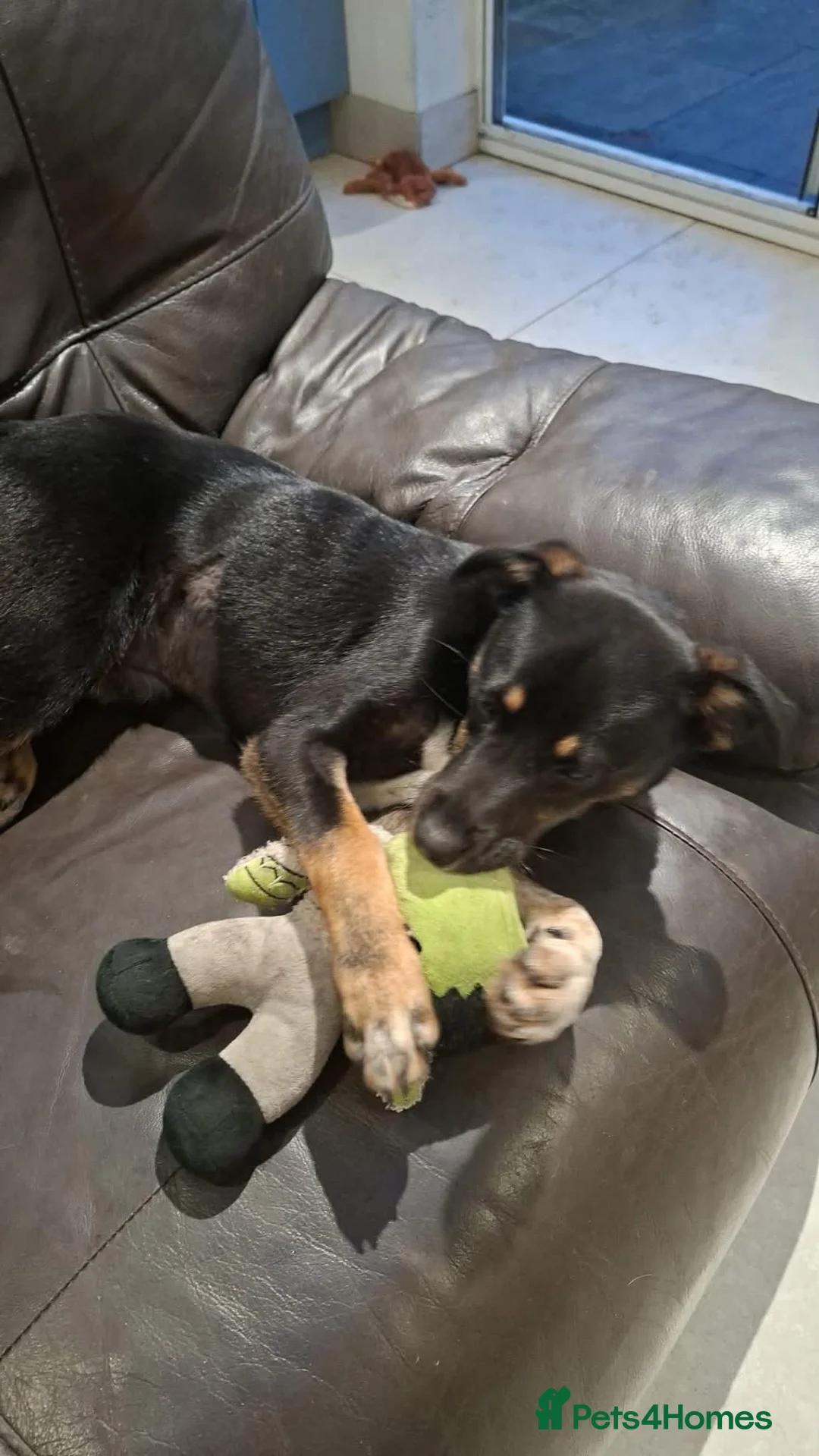 Mixed Breed dogs for adoption: Pepsi - North Walsham Norfolk  - Advert 5