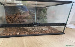 Gecko reptiles for sale: Crested gecko - Image 2
