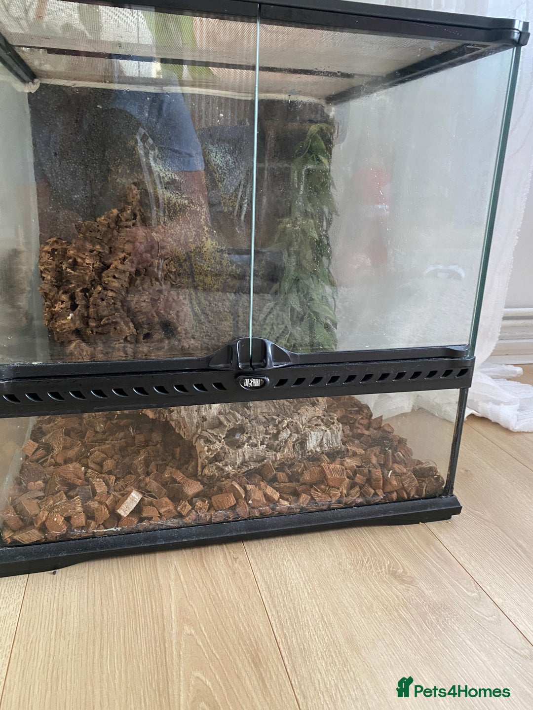 Gecko reptiles for sale: Crested gecko - Image 2