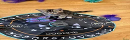 Mixed Breed cats for sale: Beautiful tabby kittens for sale  in Brighton - Advert 22