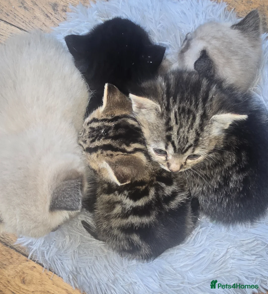 Mixed Breed cats for sale: Title: Beautiful Blue Eyed Siamese Type Kittens - Advert 21