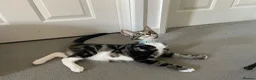 Mixed Breed cats for sale: Mixed breed (mum is a main coon) male kitten  - Advert 5