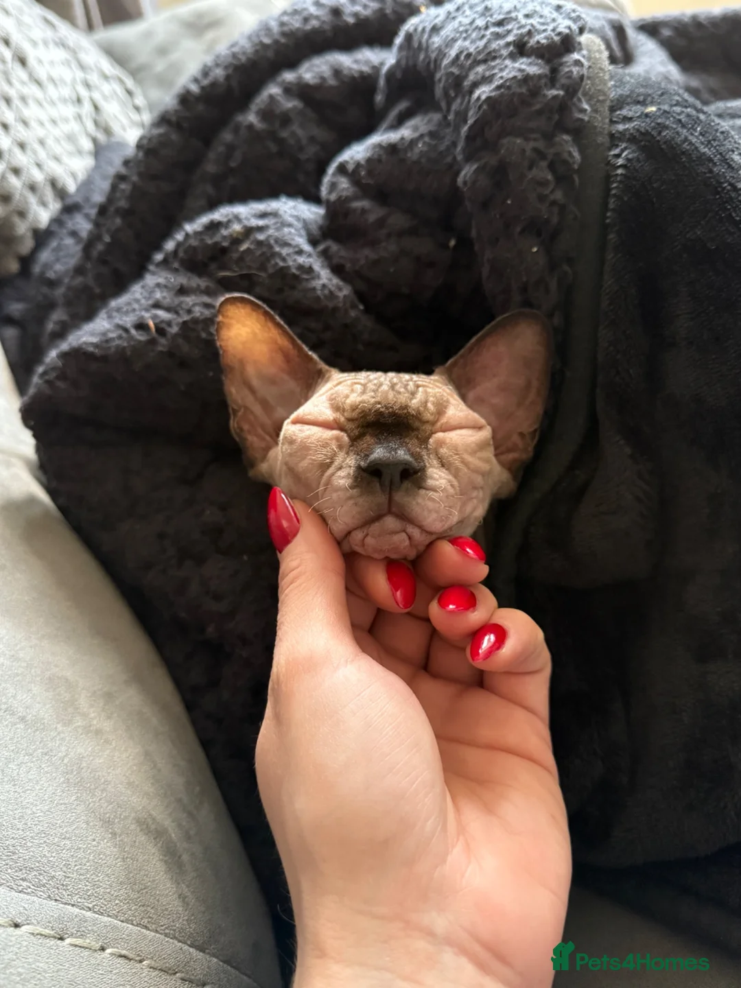Sphynx cats for sale: Gia - Sphynx - please read add !  in Knutsford - Advert 10