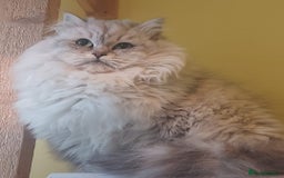 Siberian cats for sale: Pure Siberian Male Kitten For Sale Potential Death - Image 3
