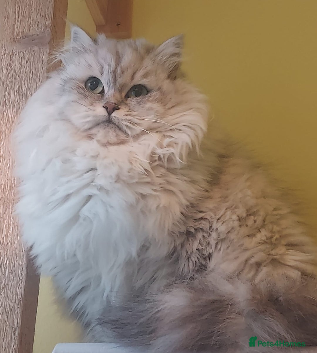 Siberian cats for sale: Pure Siberian Male Kitten For Sale Potential Death - Image 3