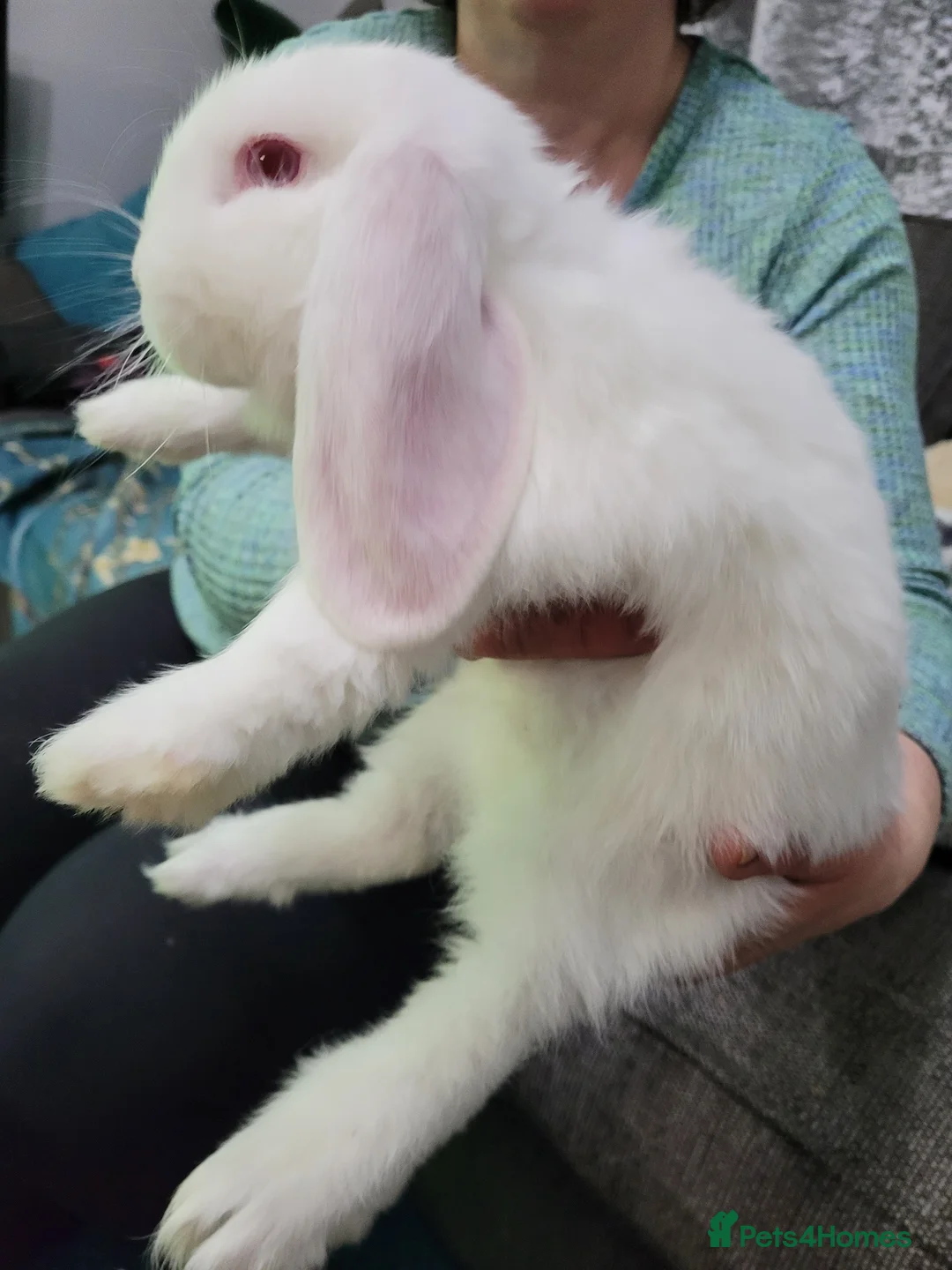 French Lop rabbits for sale: Pure Bred French Lop babies vaccinated with Yurvac - Advert 2