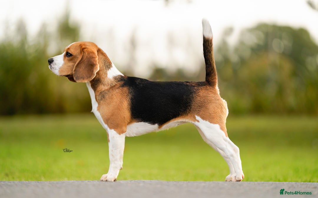 Beagle dogs for stud: Winner at Crufts 2025! in Tonbridge - Image 17