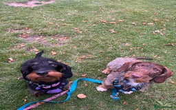Dachshund dogs for stud: Standard wirehaired dachshund stud  - Image 4