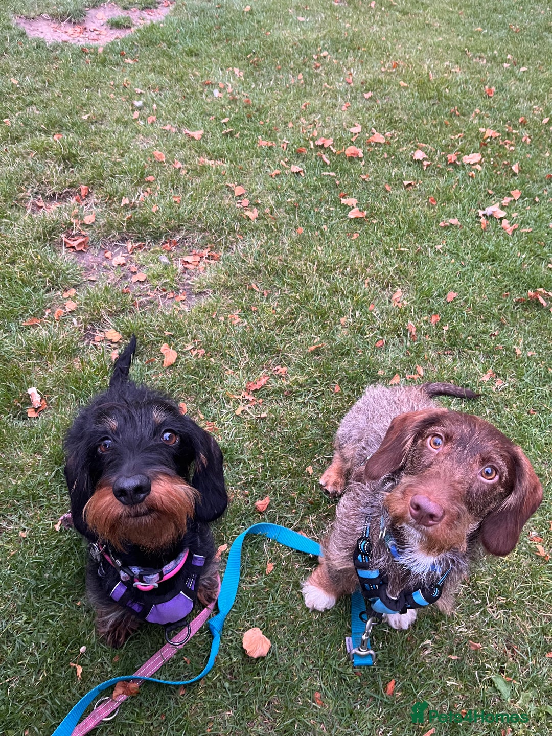 Dachshund dogs for stud: Standard wirehaired dachshund stud  - Image 4