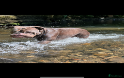 Dorset Olde Tyme Bulldogge dogs for stud: Rolo  - Image 4